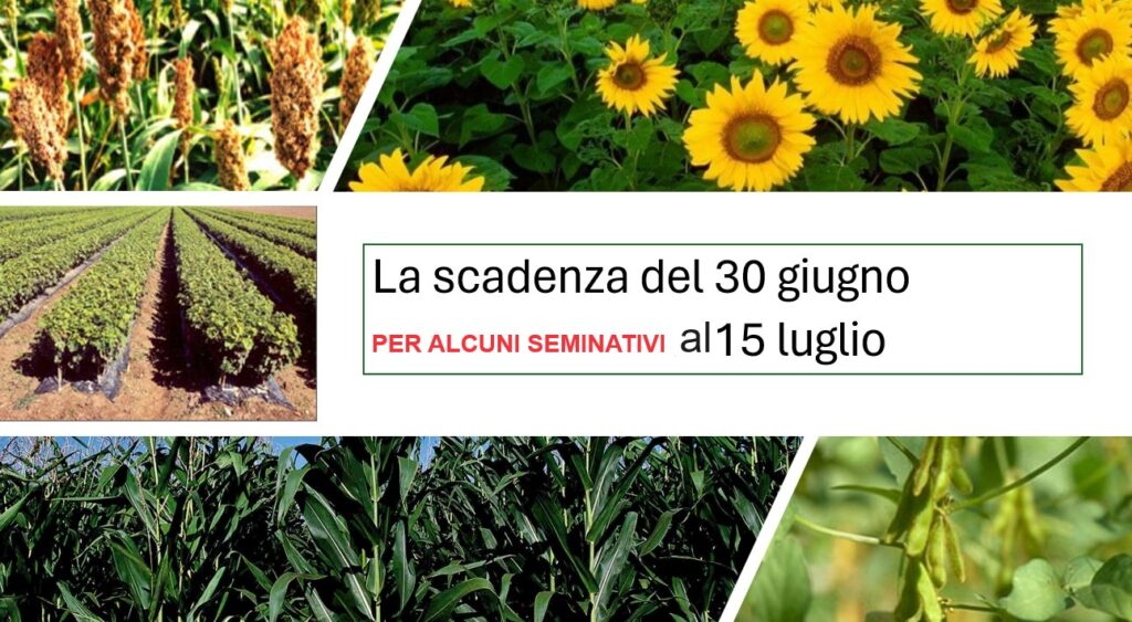 News Giugno2024